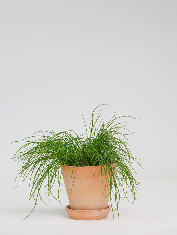 Chives